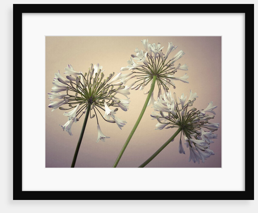 African Lilies by Assaf Frank